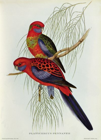 Platycercus Pennantii by John Gould